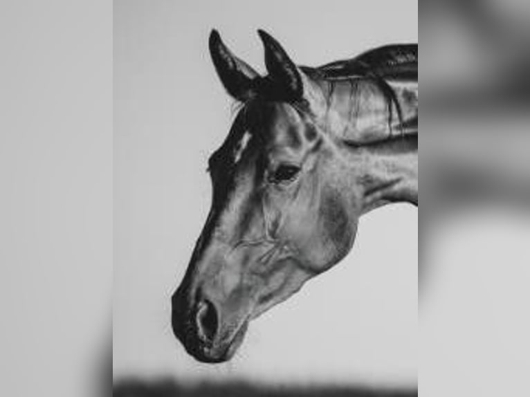 Hannoveraan Merrie 9 Jaar 165 cm Donkerbruin in Kupferzell