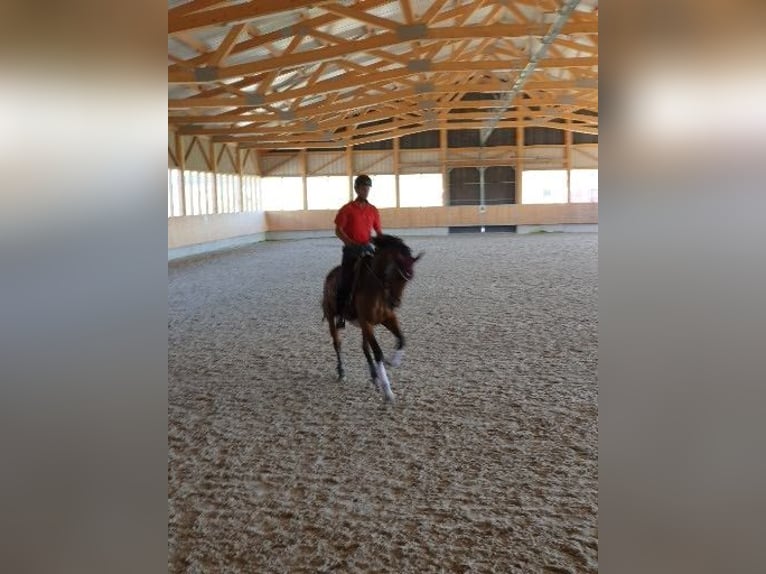 Hannoveraan Merrie 9 Jaar 165 cm Donkerbruin in Kupferzell