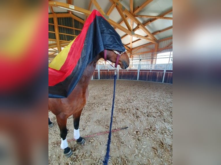 Hannoveraan Merrie 9 Jaar 165 cm Donkerbruin in Kupferzell