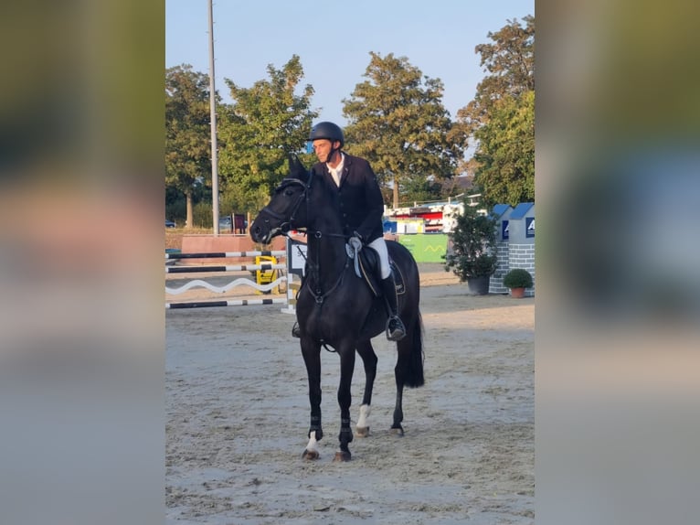 Hannoveraan Merrie 9 Jaar 165 cm Donkerbruin in Maasen