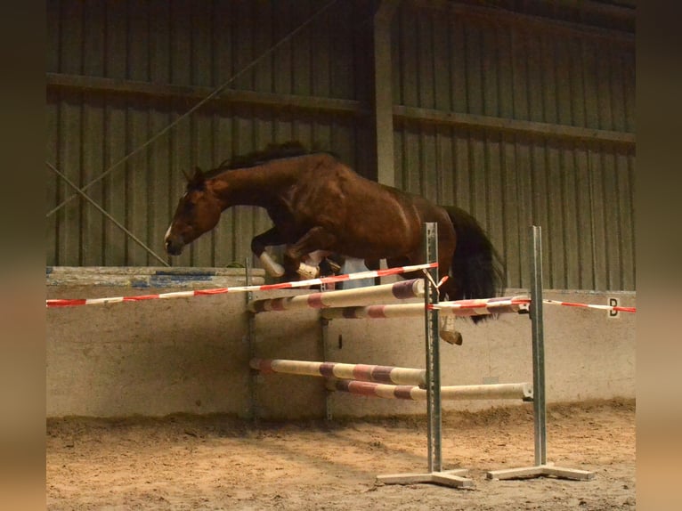 Hannoveraan Merrie 9 Jaar 165 cm Donkere-vos in Würzburg