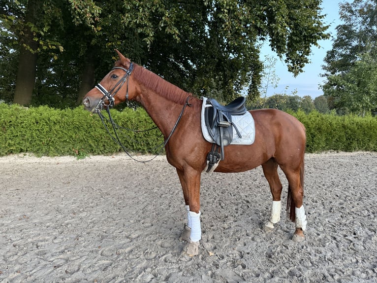 Hannoveraan Merrie 9 Jaar 165 cm Vos in Rosengarten