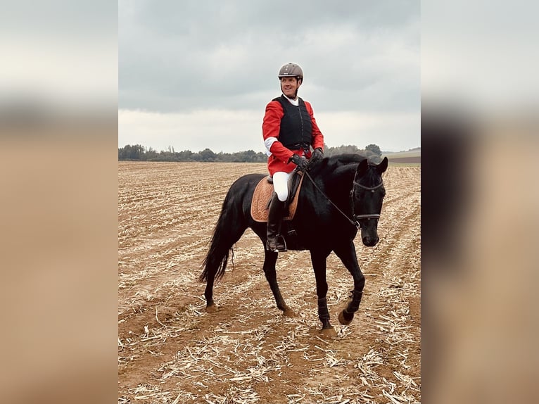 Hannoveraan Merrie 9 Jaar 165 cm Zwart in Hofgeismar