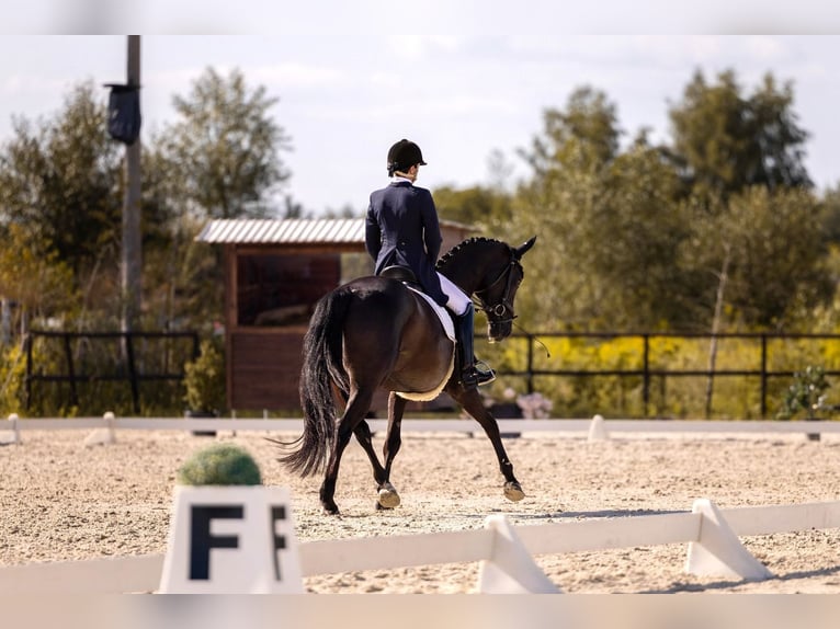 Hannoveraan Merrie 9 Jaar 165 cm Zwart in Zaręby