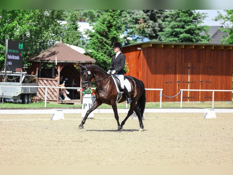 Hannoveraan Merrie 9 Jaar 165 cm Zwart in Zaręby