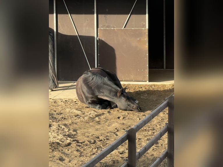 Hannoveraan Merrie 9 Jaar 165 cm Zwart in Salzgitter HohenrodeSalzgitter