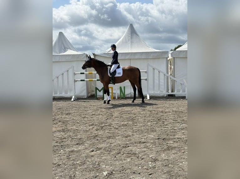 Hannoveraan Merrie 9 Jaar 166 cm Bruin in Hoffeld