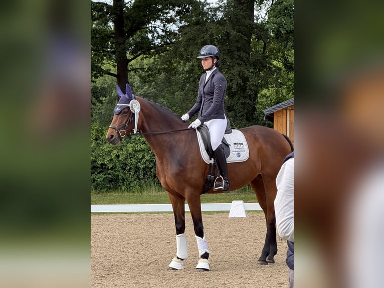 Hannoveraan Merrie 9 Jaar 166 cm Bruin in Hoffeld