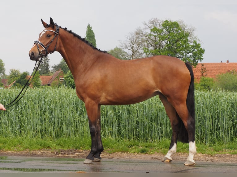 Hannoveraan Merrie 9 Jaar 166 cm Bruin in Bramsche