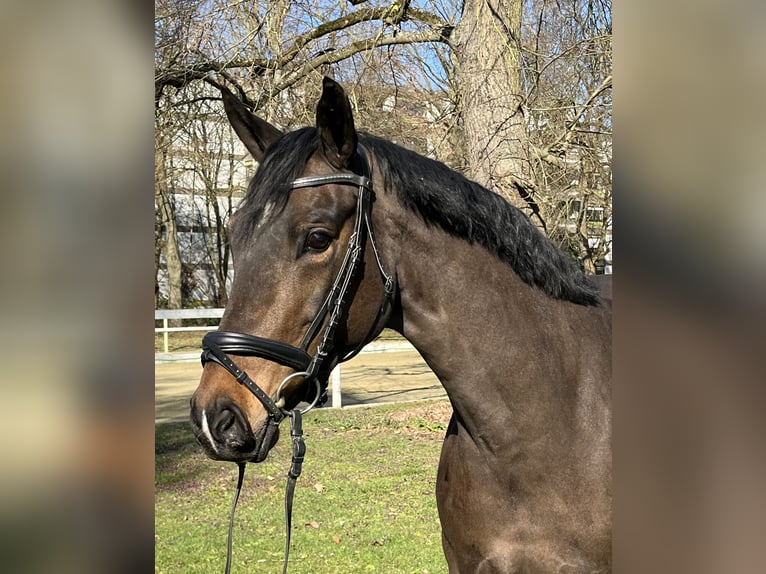 Hannoveraan Merrie 9 Jaar 166 cm Donkerbruin in Hamm
