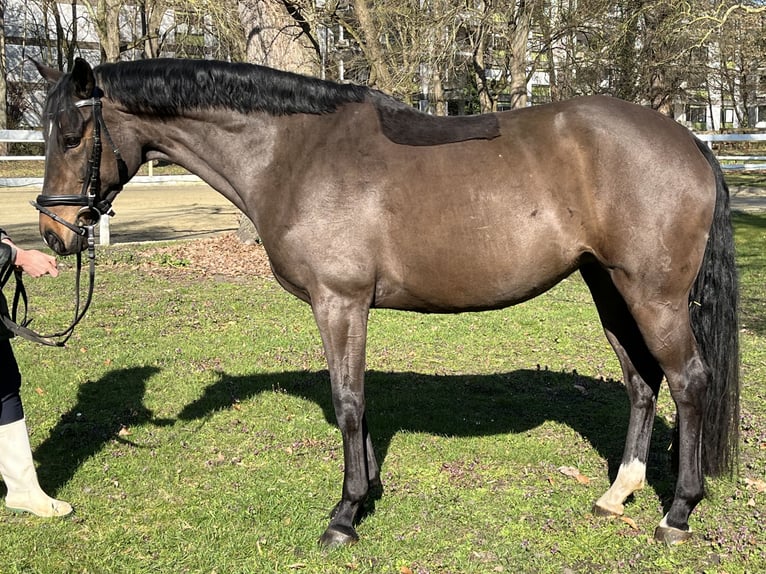 Hannoveraan Merrie 9 Jaar 166 cm Donkerbruin in Hamm