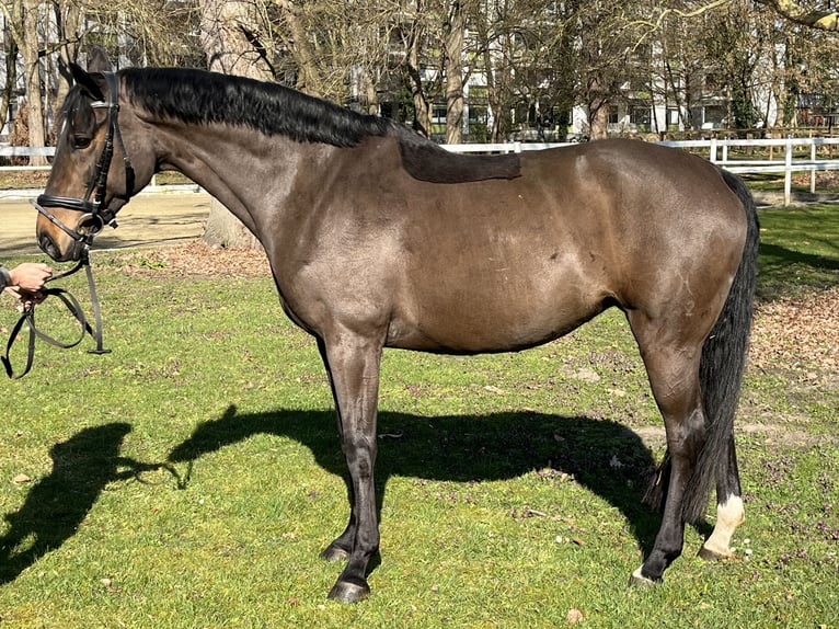 Hannoveraan Merrie 9 Jaar 166 cm Donkerbruin in Hamm