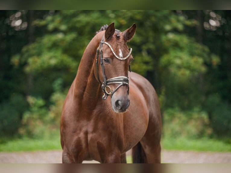 Hannoveraan Merrie 9 Jaar 166 cm Donkere-vos in Wehringen