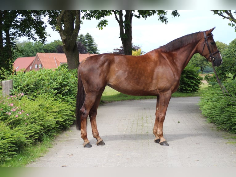 Hannoveraan Merrie 9 Jaar 166 cm Donkere-vos in Ahlerstedt