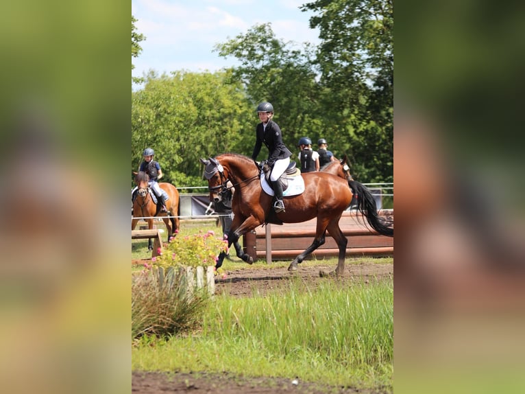 Hannoveraan Merrie 9 Jaar 167 cm Bruin in Aukrug