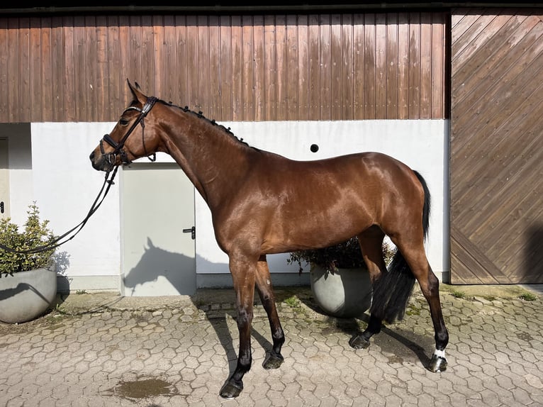 Hannoveraan Merrie 9 Jaar 167 cm Bruin in Mettmann