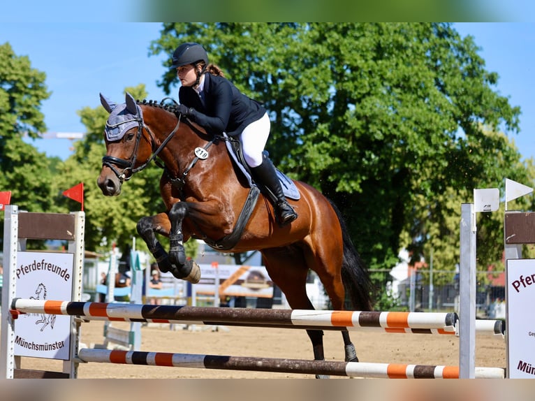 Hannoveraan Merrie 9 Jaar 167 cm Bruin in Kösching