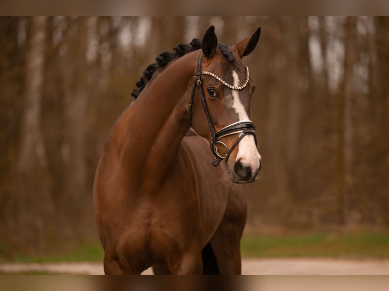 Hannoveraan Merrie 9 Jaar 167 cm Donkerbruin in Wehringen