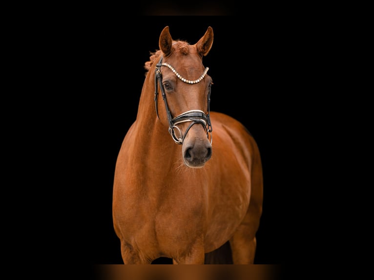 Hannoveraan Merrie 9 Jaar 167 cm Vos in Wehringen