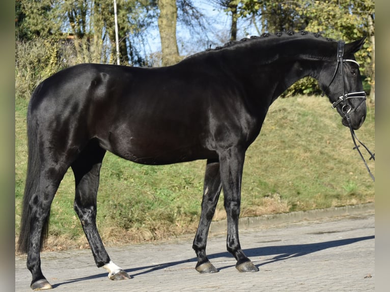 Hannoveraan Merrie 9 Jaar 167 cm Zwart in Fürstenau