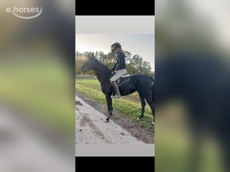 Hannoveraan Merrie 9 Jaar 167 cm Zwart in Trautskirchen