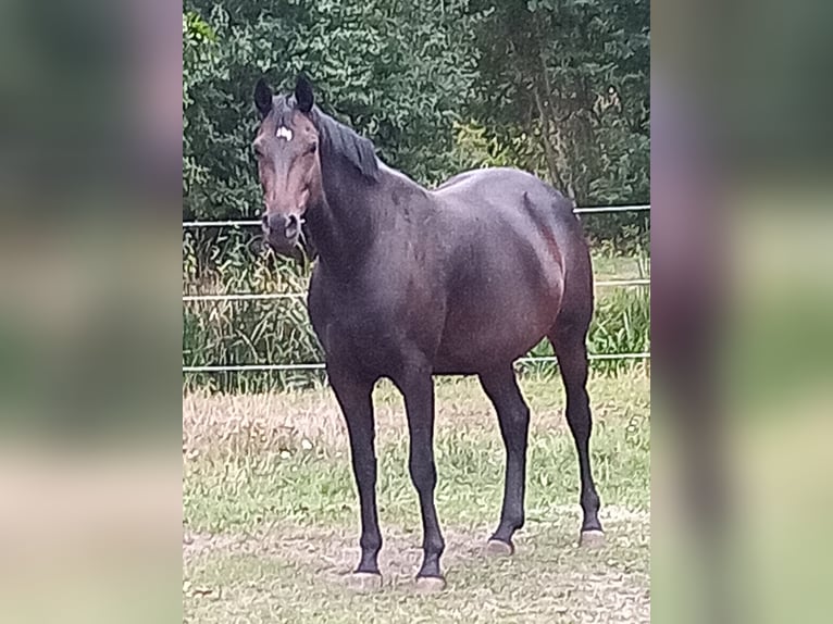 Hannoveraan Merrie 9 Jaar 167 cm Zwartbruin in Raddestorf