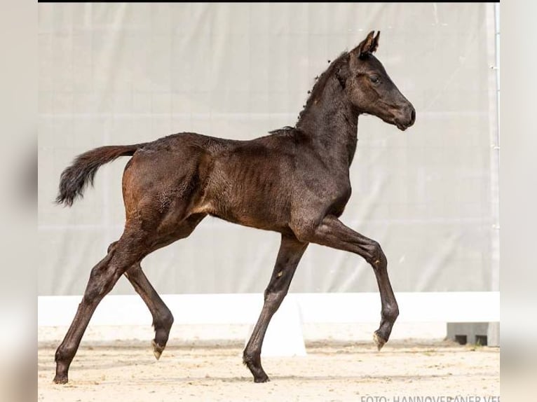 Hannoveraan Merrie 9 Jaar 167 cm Zwartbruin in Raddestorf