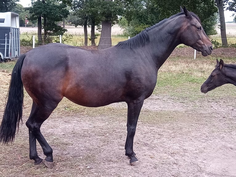 Hannoveraan Merrie 9 Jaar 167 cm Zwartbruin in Raddestorf