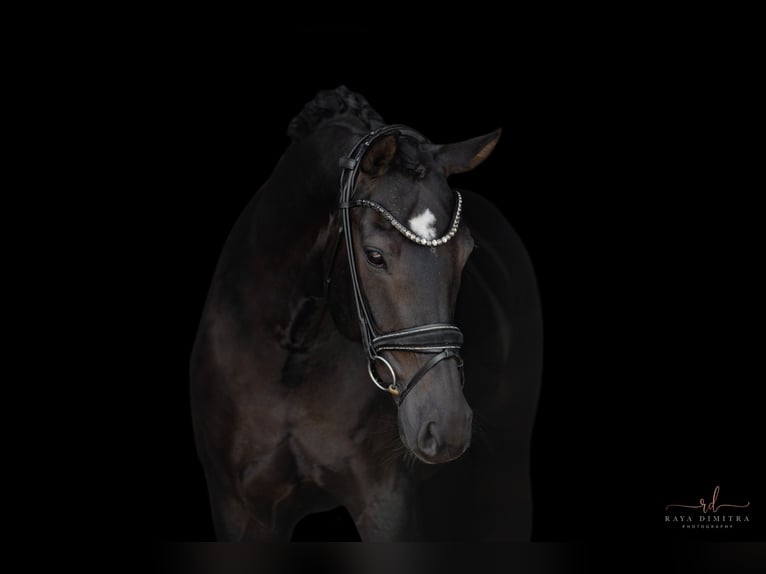 Hannoveraan Merrie 9 Jaar 167 cm Zwartbruin in Wehringen
