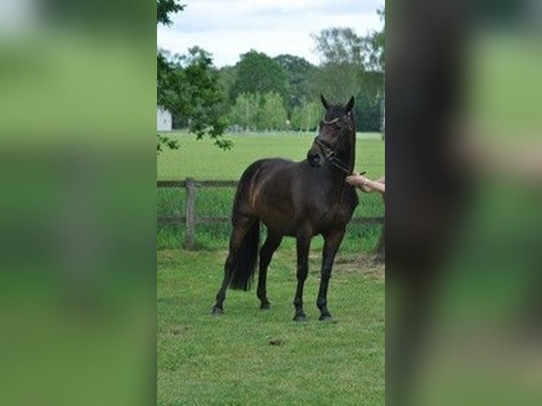 Hannoveraan Merrie 9 Jaar 167 cm Zwartbruin in Ankum