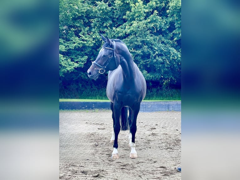 Hannoveraan Merrie 9 Jaar 167 cm Zwartbruin in Rees