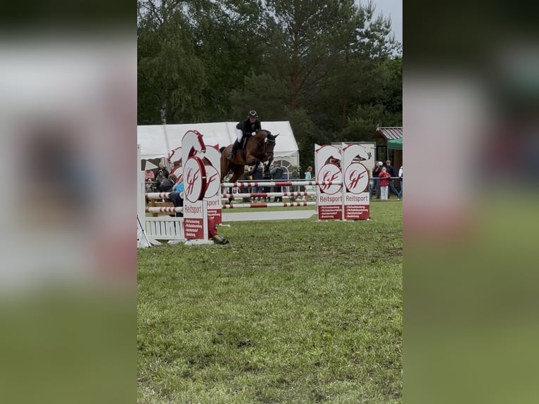 Hannoveraan Merrie 9 Jaar 168 cm Bruin in Ebstorf