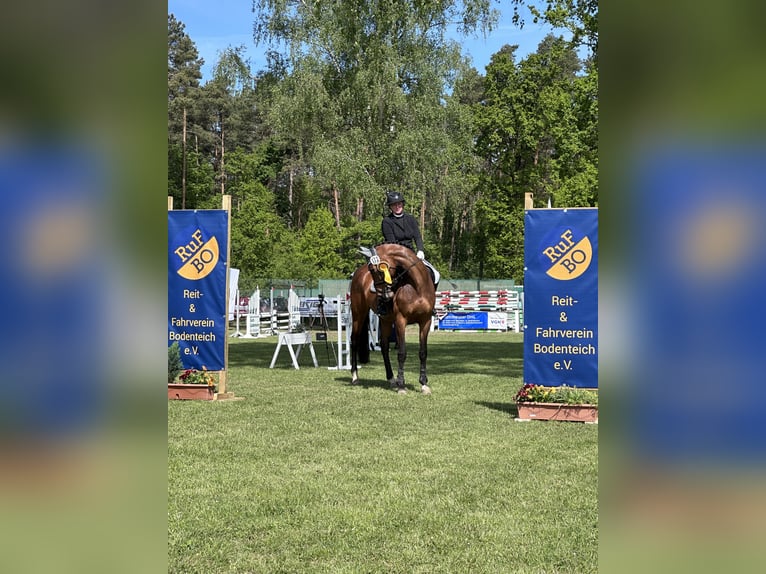 Hannoveraan Merrie 9 Jaar 168 cm Bruin in Ebstorf