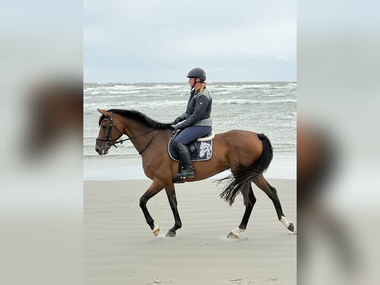 Hannoveraan Merrie 9 Jaar 168 cm Bruin in Ebstorf