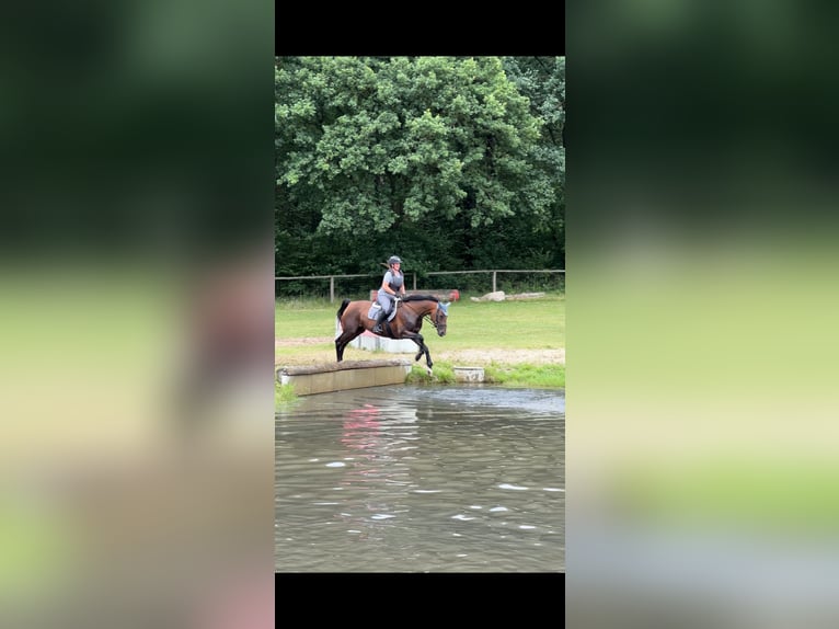 Hannoveraan Merrie 9 Jaar 168 cm Bruin in Ebstorf