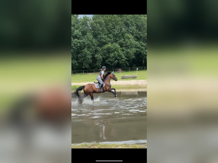 Hannoveraan Merrie 9 Jaar 168 cm Bruin in Ebstorf