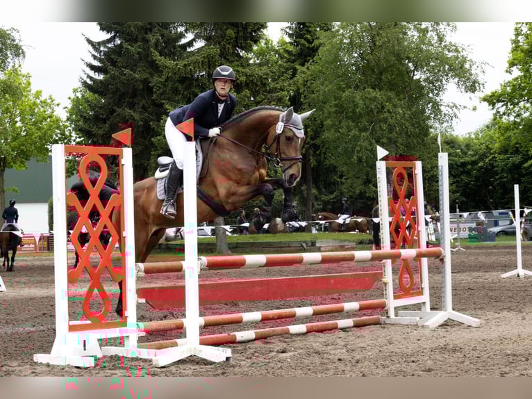 Hannoveraan Merrie 9 Jaar 168 cm Bruin in Ebstorf