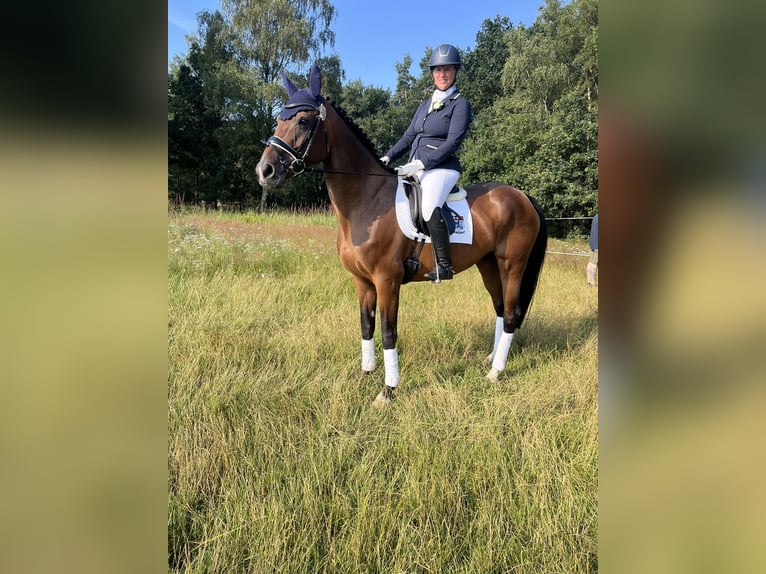 Hannoveraan Merrie 9 Jaar 168 cm Bruin in Ebstorf