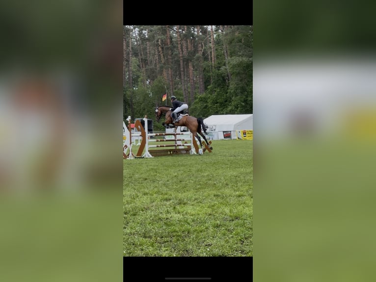 Hannoveraan Merrie 9 Jaar 168 cm Bruin in Ebstorf