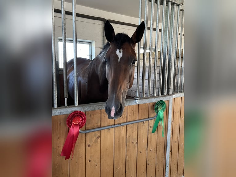 Hannoveraan Merrie 9 Jaar 168 cm Bruin in Ebstorf