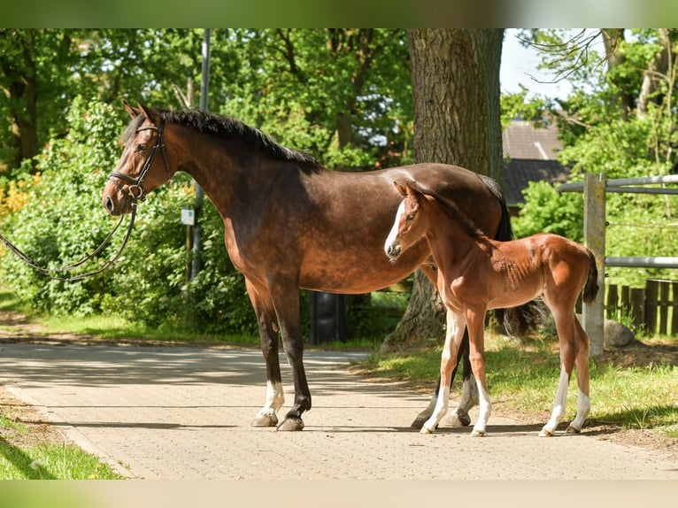 Hannoveraan Merrie 9 Jaar 168 cm Bruin in Hittbergen
