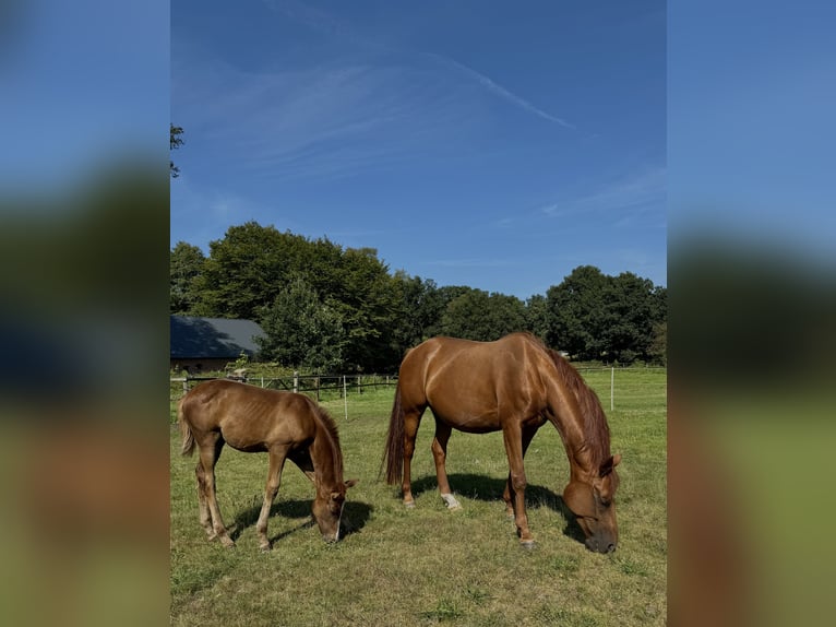 Hannoveraan Merrie 9 Jaar 168 cm Donkere-vos in Oerel