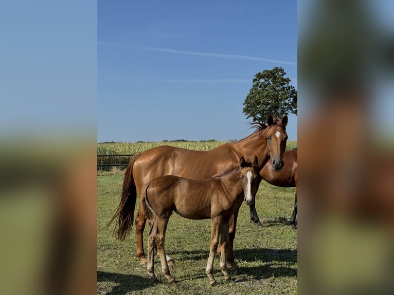Hannoveraan Merrie 9 Jaar 168 cm Donkere-vos in Oerel