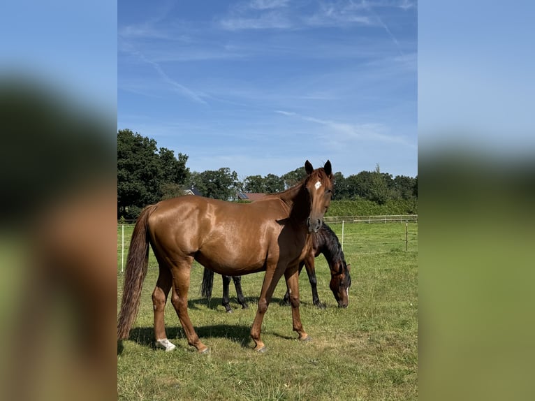 Hannoveraan Merrie 9 Jaar 168 cm Donkere-vos in Oerel