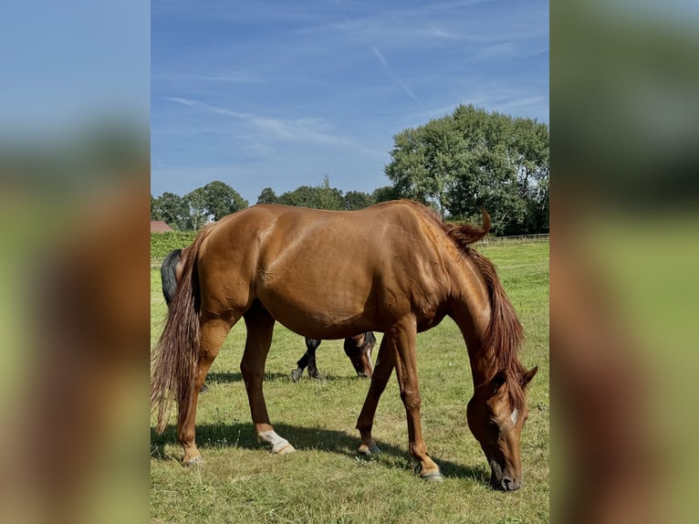 Hannoveraan Merrie 9 Jaar 168 cm Donkere-vos in Oerel