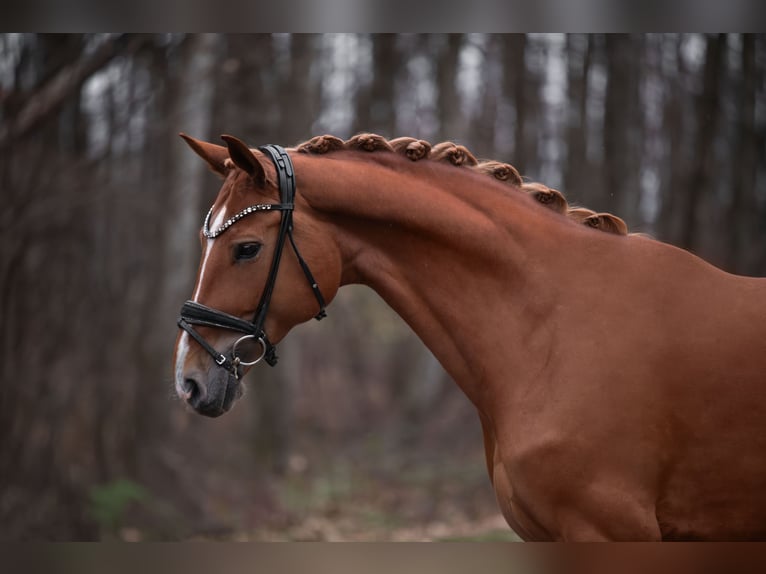 Hannoveraan Merrie 9 Jaar 168 cm Vos in Wehringen
