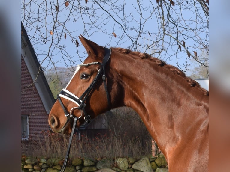 Hannoveraan Merrie 9 Jaar 168 cm Vos in Fredenbeck