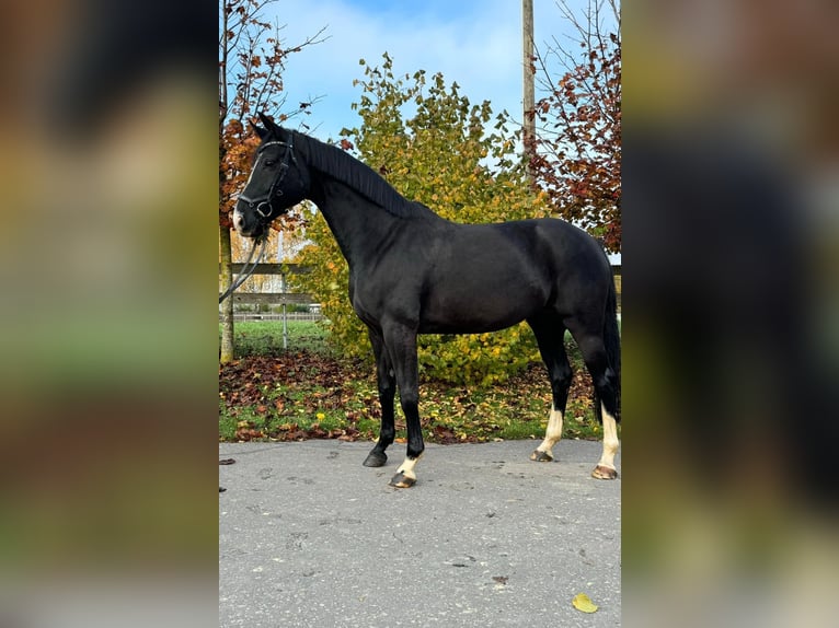 Hannoveraan Merrie 9 Jaar 168 cm Zwart in Leinefelde OT Birkungen