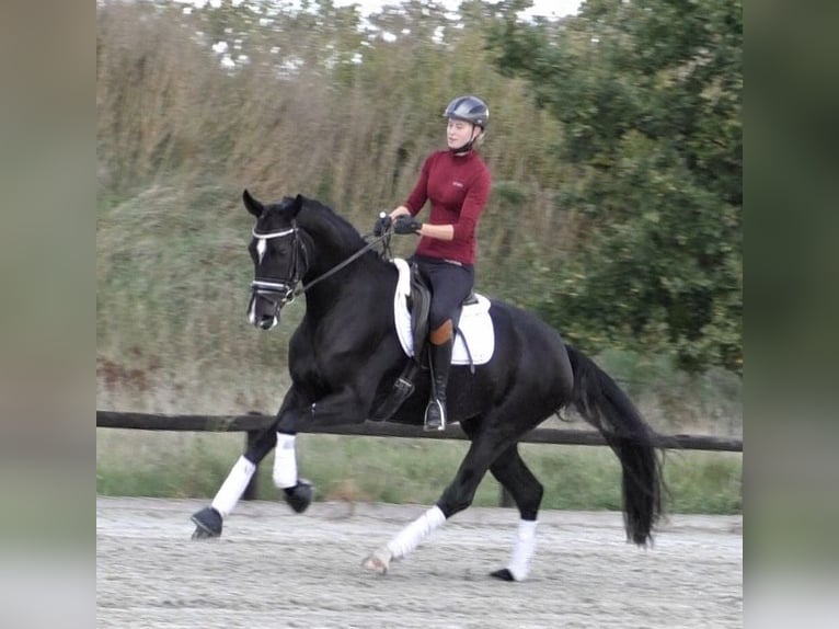 Hannoveraan Merrie 9 Jaar 168 cm Zwart in Krostitz