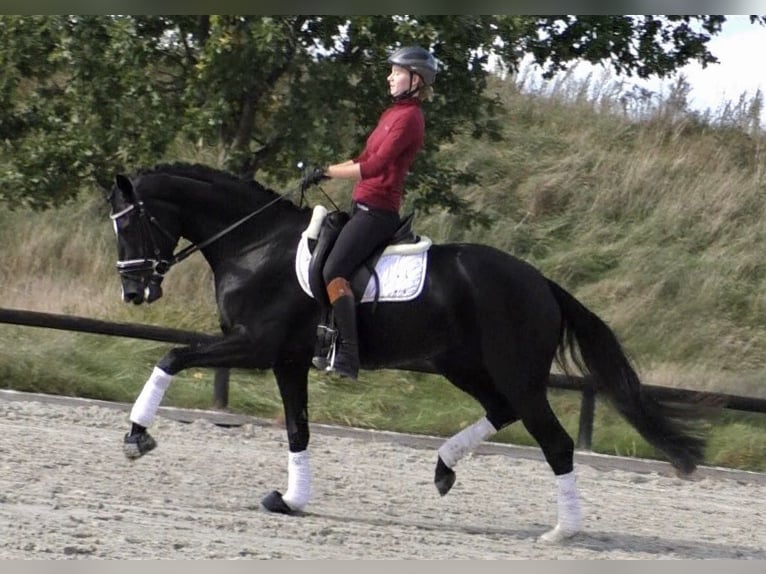 Hannoveraan Merrie 9 Jaar 168 cm Zwart in Krostitz